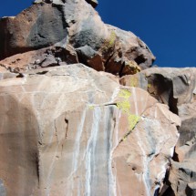 Yellow lichens at 5,500 meter sea level